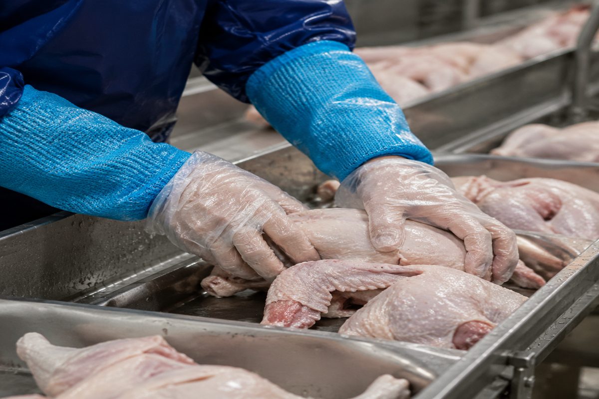 Poultry Processing Gloves: Wet Cut Control, Grip and Washdown Specs